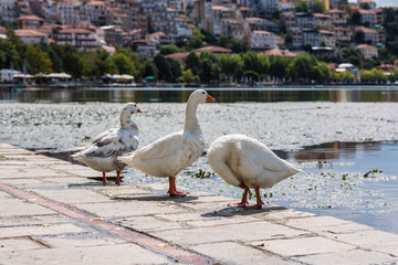 White swans in the Orestias lake of the Kastoria city. Greece