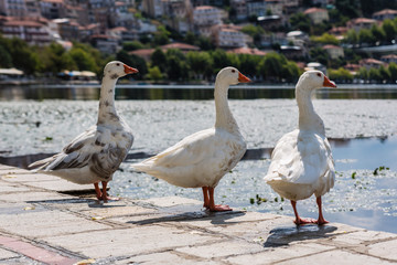 White swans in the Orestias lake of the Kastoria city. Greece