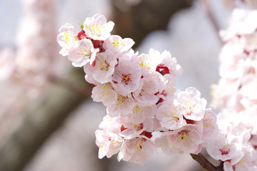 あんずの花