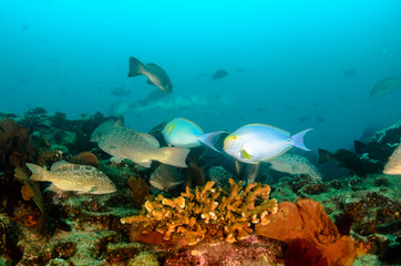 Fototapeta premium Reef fishes from the sea of cortez, mexico