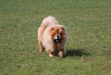 chow chow dog is walking in the garden