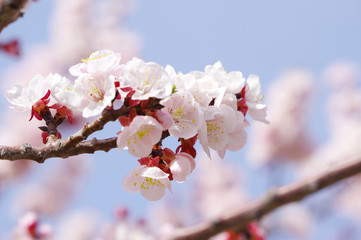 あんずの花