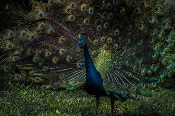 Obraz premium Plumage