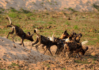 African Wild Dog (Lycaon pictus) pack in a frenzy with dust and sand flying after a recent kill in South Luangwa National Park, Zambia
