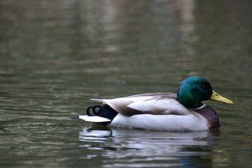 mallard 0004