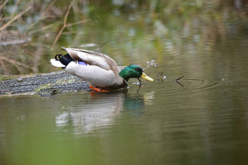 mallard 0006