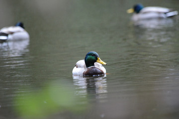 mallard 0007