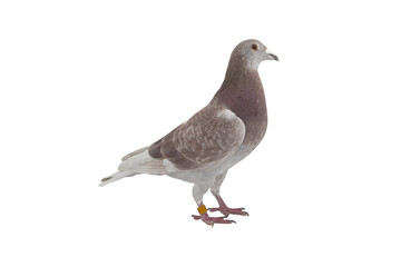 close up of speed racing pigeon bird isolate white background