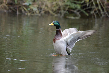 mallard 0011