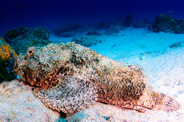 Obraz premium Reef fishes from the sea of cortez, mexico