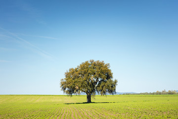 alone tree on the field in spring day in Tuscany in Italy