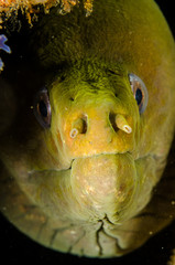 Fototapeta premium Panamic Green Moray Eel (Gymnothorax castaneus), mouth wide open resting in reefs of the Sea of Cortez, Pacific ocean. Cabo Pulmo, Baja California Sur, Mexico. Cousteau named it The world's aquarium.