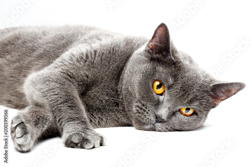 Portrait Of A Lying British Shorthair Cat On White Background
