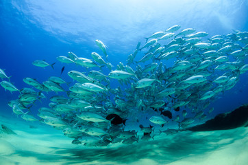 Big eye Trevally Jack, (Caranx sexfasciatus) in polarized school, bait ball or tornado with a diver...