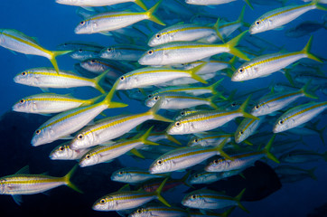 Fototapeta premium Reef fishes from the sea of cortez, mexico