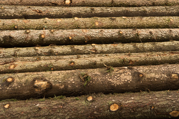 Troncos húmedos de pino apilados horizontalmente. Alemania