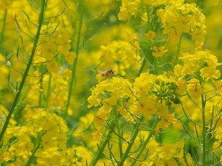 菜の花と蜂