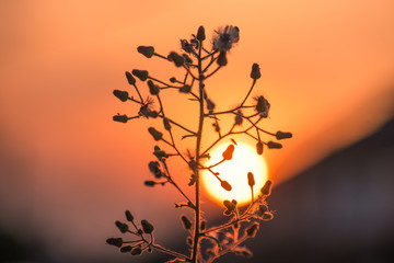 grass flowers with sunset background,select focus.