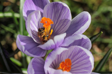 honeybee sipping nectar