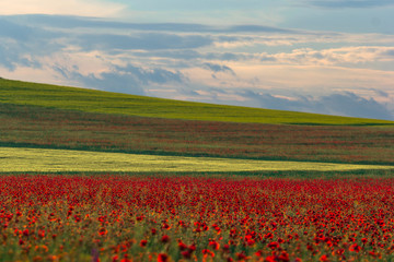 Beautiful sky with white clouds over a green summer field with poppies, Dobrogea, Romania