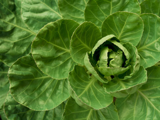 Fototapeta premium a cabbage leaves