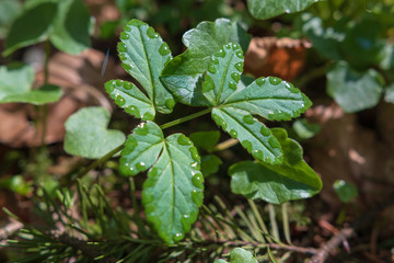 Blatt mit Wassertropfen