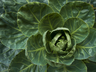 Obraz premium a cabbage leaves