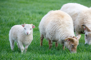 Naklejka na ściany i meble Lambs and lambkin enjoy summer in field
