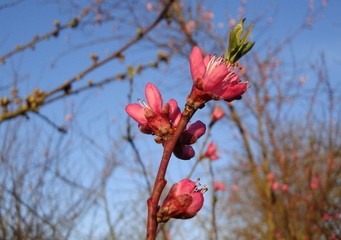Fleurs de pêcher