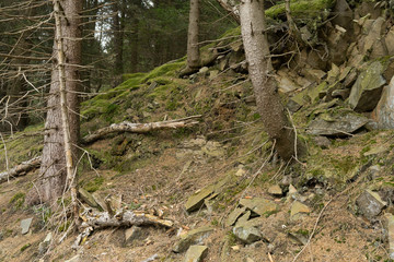 Detalle de troncos de árbol en una pendiente de bosque reteniendo la erosión. Alemania
