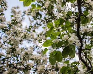 Beautiful white flowers of apple trees in the garden of spring evening. Close-up.