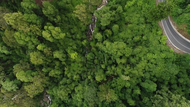 Newell waterfall in Dorrigo national park falls down to Waterfall road and further down to the Mountain creek in lush temperate rain-forest with Gondwana gumtrees.
