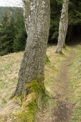 Sendero entre un bosque de pinos. Alemania