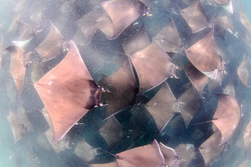 Fototapeta premium mobula rays, sea of cortez, mexico