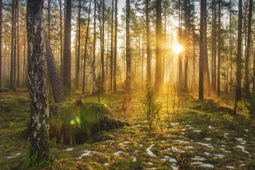 Foto op Canvas Landscape of spring forest in backlight. Morning rays of sun in frame at dawn in picturesque forest. Natural nature. Sunbeams through trees of woodland. Spring background. © dzmitrock87