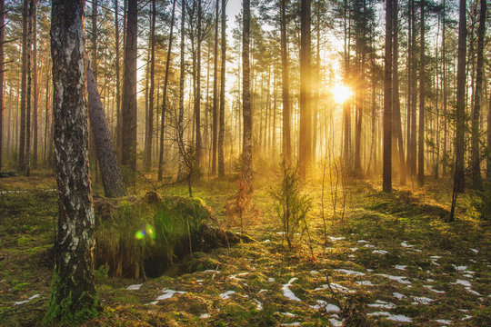 Landscape of spring forest in backlight. Morning rays of sun in frame at dawn in picturesque forest. Natural nature. Sunbeams through trees of woodland. Spring background.