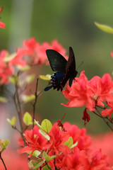 Fototapeta premium The azaleas of the dongting.