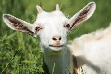 Portrait of a young white goat close-up on a background of green grass.