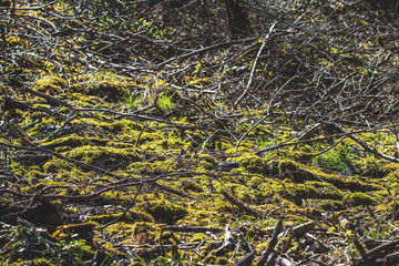Feld voll Moos in der Natur im Wald