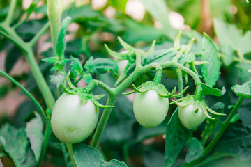 Green tomatoes are not cooked yet.