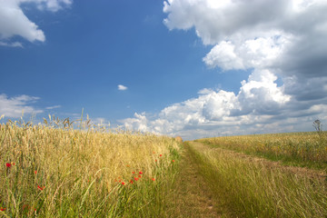 Feldweg zwischen Getreidefeldern