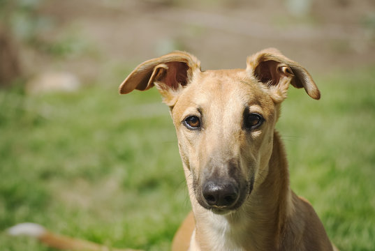 Galgo Bilder Durchsuchen 5,191 Archivfotos, und Videos