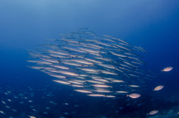 bait ball, mexico