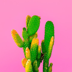 Green Cactus on pink. Minimal fashion art design