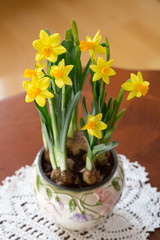 Narcissus flowerpot in the table