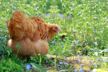 Aune the Chicken enjoy summer
