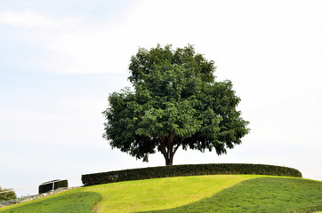 big lonely tree growing on hill garden with green grss lawn