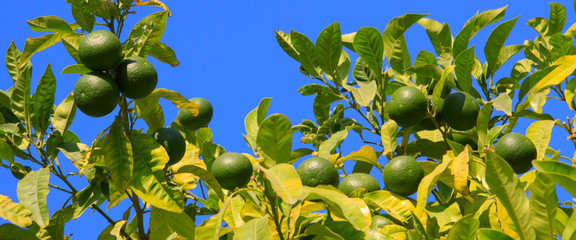 Lemon tree with lemon