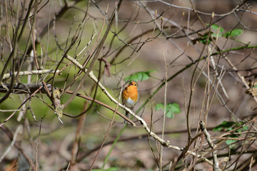 robin 0008