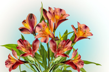 Bouquet of beautiful orange yellow Alstroemeria flowers on white with blue background